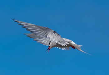 Obraz premium Arctic tern on a beach in the West fjords, Iceland