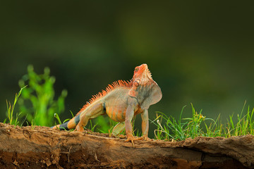 Green iguana, Iguana iguana, portrait of orange and green big lizard in the dark green forest. Animal in the nature tropic river habitat, Carara National Park, Costa Rica. Lizard with long tail.