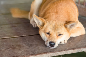 Lazy dog is sleeping on floor wooden.