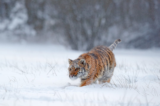 Amur tiger running in the snow. Action wildlife scene, danger animal. Cold winter, taiga, Russia. Snowflake with beautiful Siberian tiger. Running tiger with snowy face. Tiger in wild winter nature.