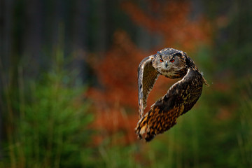 Flying Eurasian Eagle Owl, Bubo bubo, with open wings in forest habitat, orange autumn trees....