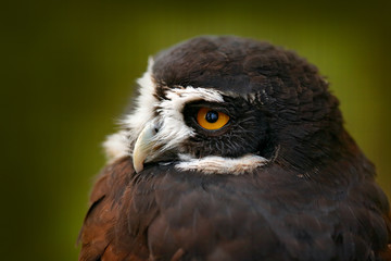 Spectacled Owl, Pulsatrix perspicillata, big owl in the nature habitat, detail close-up portrait, forest in the background, Costa Rica. Bird, green jungle. Owl hidden in tropic forest. Yellow eye.