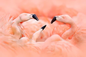 Fototapete Flamingo Flaningo-Kampf. Amerikanischer Flamingo, Phoenicopterus rubernice, rosafarbener großer Vogel, tanzend im Wasser, Tier im Naturlebensraum, Kuba, Karibik. Wildlife-Szene aus der Natur. Vogelschwarm.