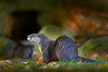 North American river otter, Lontra canadensis, detail portrait water animal in the nature habitat,...