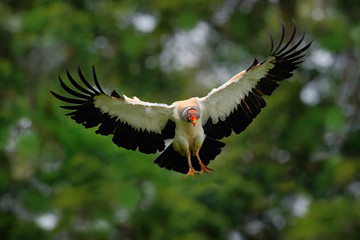 Fototapeta premium King vulture, Sarcoramphus papa, large bird found in Central and South America. King vulture in fly. Flying bird, forest in the background. Wildlife scene from tropic nature. Red head bird.