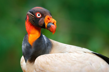 Red orange portrait condor. King vulture, Sarcoramphus papa, large bird found in Central and South America. Flying bird, forest in the background. Wildlife scene from tropic nature. Red head bird.