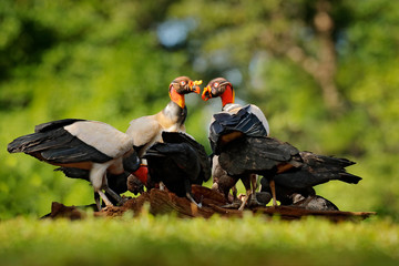 King vulture, Sarcoramphus papa, with carcas and black vultures. Red head bird, forest in the...
