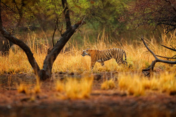 Tiger walking between trees. Indian tiger female with first rain, wild animal in the nature habitat, Ranthambore, India. Big cat, endangered animal. End of dry season, beginning monsoon. Wild Asia.