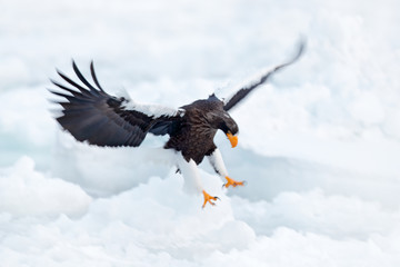 Obraz premium Eagle landing ice. Winter Japan with snow. Wildlife action behaviour scene from nature. Wildlife Japan. Steller's sea eagle, bird with catch fish, with white snow, Hokkaido, Japan. Morning sun. 