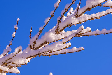 Zweig mit Schneehaube