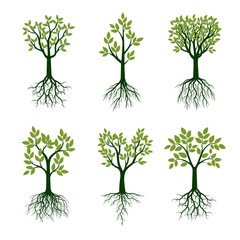 Green Tree with Leaves and Roots. Vector Illustration.