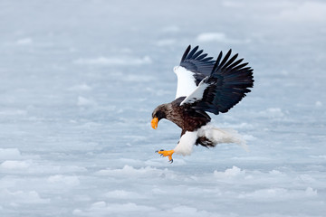Winter scene with snow and eagle. Flying rare eagle. Steller's sea eagle, Haliaeetus pelagicus, flying bird of prey, with blue sky in background, Sakhalin, Russia. Eagle with nature mountain habitat.
