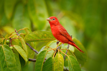 Summer Tanager, Piranga rubra, red bird in the nature habitat. Tanager sitting on the green palm tree. Birdwatching in Costa Rica. Wildlife scene from nature, Laguna de Lagarta Lodge, Costa Rica.