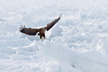 Big eagles, snow sea. Flight White-tailed eagle, Haliaeetus albicilla, Hokkaido, Japan. Action wildlife scene with ice. Eagle in fly. Eagle fight with fish. Winter scene with bird of prey.