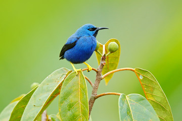 Shining Honeycreeper, Cyanerpes lucidus, exotic tropic blue tanager with yellow leg, Panama. Blue songbird in the nature habitat. Beautiful blue exotic tropic blue bird with yellow leg, Costa Rica.