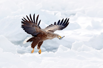 Eagle fight with fish. Winter scene with bird of prey. Big eagles, snow sea. Flight White-tailed eagle, Haliaeetus albicilla, Hokkaido, Japan. Action wildlife scene with ice. Eagle in fly. 