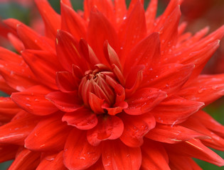 Dahlia cactus rouge après une pluie d'été