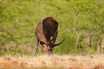 Sambar deer, Rusa unicolor, large animal, Indian subcontinent, Rathambore, India. Deer, nature habitat. Bellow majestic powerful adult animal in dry forest, big animal, Asia. India wildlife.