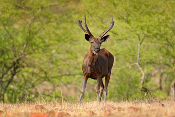 Sambar deer, Rusa unicolor, large animal, Indian subcontinent, Rathambore, India. Deer, nature habitat. Bellow majestic powerful adult animal in dry forest, big animal, Asia. India wildlife.