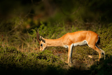 Indian Gazelle or Chinkara, Gazella bennettii, animal, Indian subcontinent, Rathambore, India. Deer, nature habitat. Bellow majestic powerful adult animal in dry forest, big animal, Asia. India