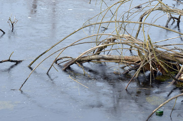Forest stream near Kiev
