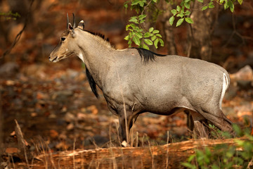 Sambar deer, Rusa unicolor, large animal, Indian subcontinent, Rathambore, India. Deer, nature habitat. Bellow majestic powerful adult animal in dry forest, big animal, Asia. India wildlife.