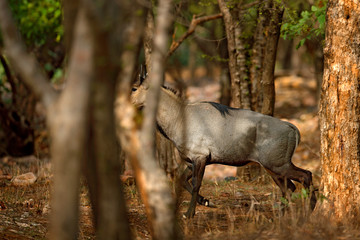 Sambar deer, Rusa unicolor, large animal, Indian subcontinent, Rathambore, India. Deer, nature habitat. Bellow majestic powerful adult animal in dry forest, big animal, Asia. India wildlife.