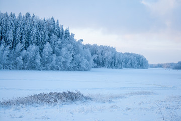 snow forest in winter