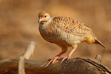 Grey francolin, Francolinus pondicerianus, Ranthambore, India, Asia. Bird sitting on the tree trunk. Francolin in the nature habitat. In safari. Wildlife scene from nature. Asia birdwatching