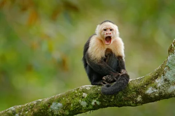Abwaschbare Fototapete Affe Weißköpfiger Kapuziner, schwarzer Affe, der auf einem Ast im dunklen tropischen Wald sitzt. Tierwelt Costa Ricas. Reiseurlaub in Mittelamerika. Wildlife-Szene aus dem tropischen Dschungel. Maulkorb mit Zahn öffnen