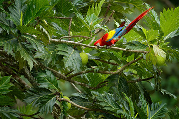 Red parrot Scarlet Macaw, Ara macao, birds sittin on branch with food, Brazil. Wildlife love scene from tropic forest nature. Beautiful parrot on tree branch in nature habitat. Green habitat.