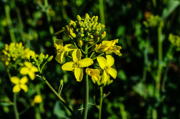 Close-up of the canola flower