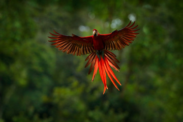 Naklejka premium Czerwona papuga w lesie. Papuga Ara lata w ciemnozielonej roślinności. Scarlet Ara, Ara Macaw, w tropikalnym lesie, Kostaryka. Scena dzikiej przyrody z tropikalnej przyrody. Czerwony ptak w lesie. Lot papugi.