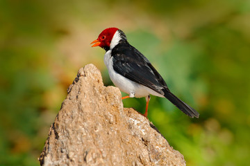 Yellow-billed Cardinal, Paroaria capitata, black and white song bird with red head, sitting on the tree trunk, in the nature habitat, Pantanal, Brazil. Travelling in South America. Wildlife Brazil.