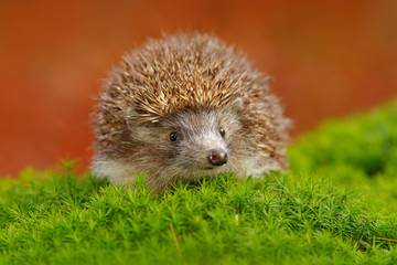 Hedgehog, Erinaceus europaeus, on a green moss at the forest, photo with wide angle. Hedgehog in...