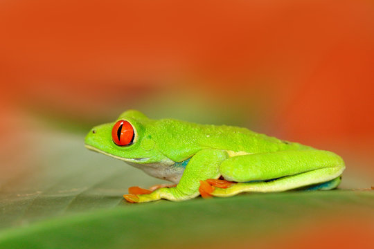 Red-eyed Tree Frog, Agalychnis callidryas, animal with big red eyes, in the nature habitat, Panama. Frog from Nicaragua. Beautiful frog in forest, exotic animal from central America, red flower.