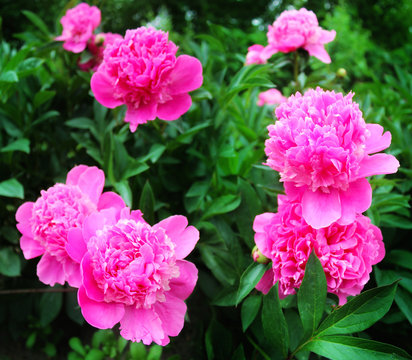 Panoramic image of pink peonies on a green background in the garden