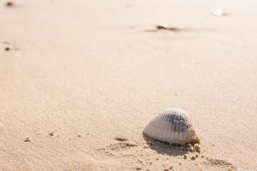 Beautiful beach and little wave with shell and white sand under sunshine in summer soft Focus Beach Background.Thailand.
