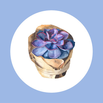 Watercolor succulent. Hand painted floral illustration with violet cactus isolated on white background.