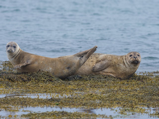 Obraz premium Harbor seals, West fjords, Iceland