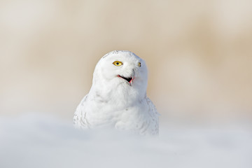 Snowy owl, Nyctea scandiaca, rare bird sitting on snow, winter with snowflakes in wild Manitoba, Canada. Cold season with white owl. Wildlife scene, snowy nature.