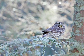 Winter scene with Little Owl, Athene noctua, in the white larch forest in central Europe. Portrait of small bird in the nature habitat, Czech Republic. Wildlife scene from nature. Snow fall in forest.