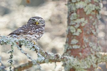 Portrait of small bird in the nature habitat, Czech Republic. Wildlife scene from nature. Snow fall in forest. Winter scene with Little Owl, Athene noctua, in the white larch forest in central Europe.