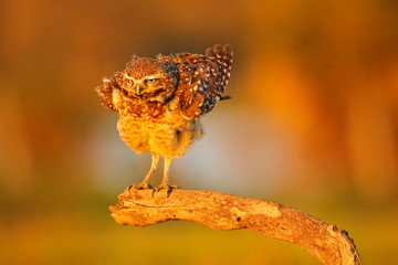 Burrowing Owl, Athene cunicularia, night bird with beautiful evening sun light, animal in the nature habitat, Mato Grosso, Pantanal, Brazil. Wildlife scene from nature. Sunset with cute owl bird.
