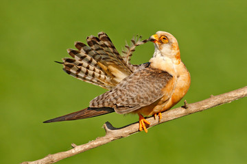Red-footed Falcon, Falco vespertinus, bird sitting on branch with clear green background, cleaning plumage, feather in the bill, animal in the nature habitat, Hungary. Bird cleaning tail plumage.