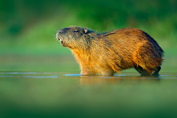 Capybara, Hydrochoerus hydrochaeris, Biggest mouse in water with evening light during sunset, Pantanal, Brazil. Wildlife scene from nature. Wildlife Brazil.  Mammal, open muzzle with white tooth.