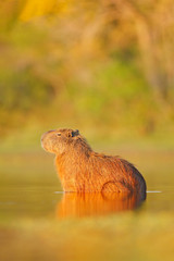 Capybara, Hydrochoerus hydrochaeris, Biggest mouse in water with evening light during sunset, Pantanal, Brazil. Wildlife scene from nature. Wildlife Brazil.  Mammal, open muzzle with white tooth.