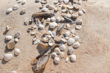 Fototapeta na wymiar Cockleshells on the amber sand.
