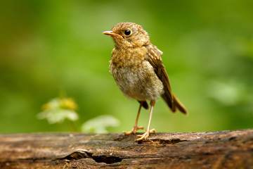 Eurasian wren, Troglodytes troglodytes, brown songbird sitting in the water, nice lichen tree...
