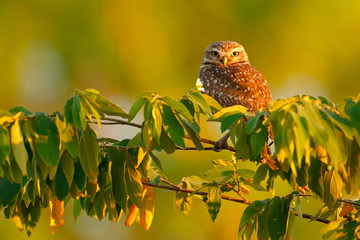 Burrowing Owl, Athene cunicularia, night bird with beautiful evening sun, animal in the nature habitat, Mato Grosso, Pantanal, Brazil. Wildlife scene from nature, wild Brazil Owl. Big eyes in grass.